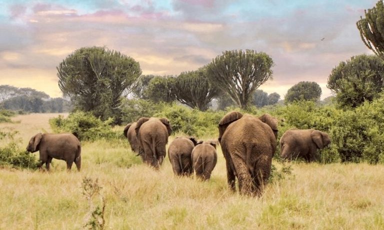 herd of elephants in the wild